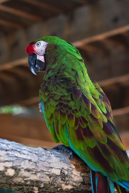 Foto een kleurrijke groene papegaai kijkt nieuwsgierig naar zijn publiek