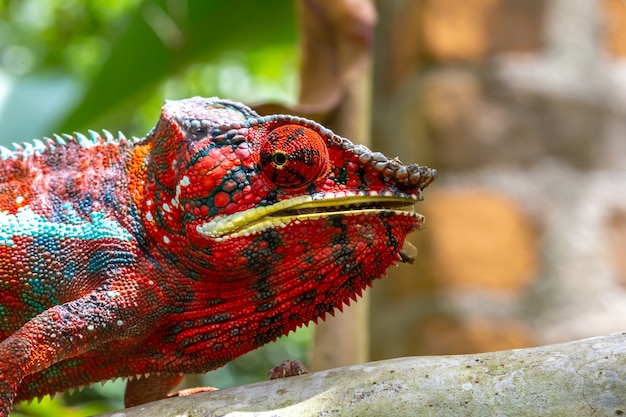 Een kleurrijke kameleon op een tak in een nationaal park op het eiland Madagaskar