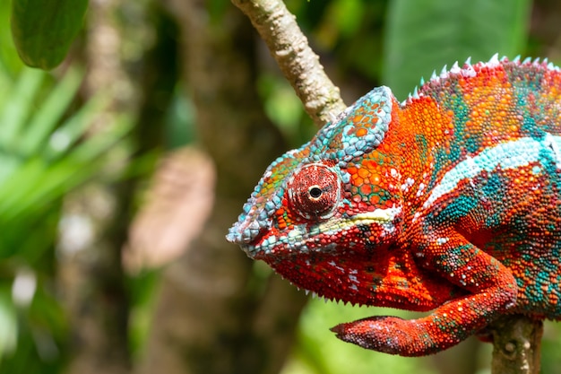 Een kleurrijke kameleon op een tak in een nationaal park op het eiland Madagaskar