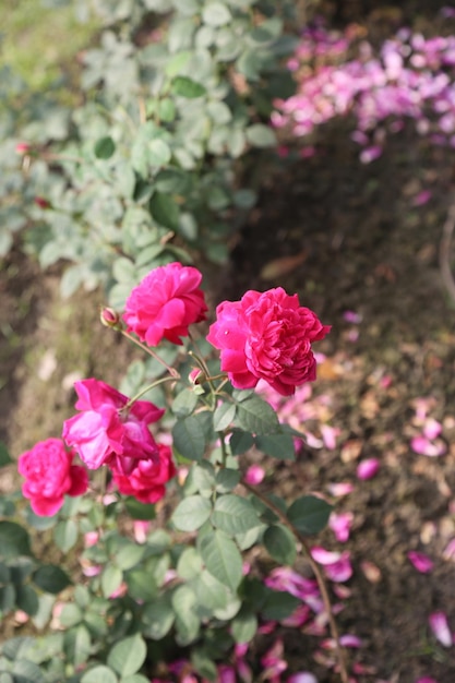 Foto een kleurrijke rode roosplant in een tuin