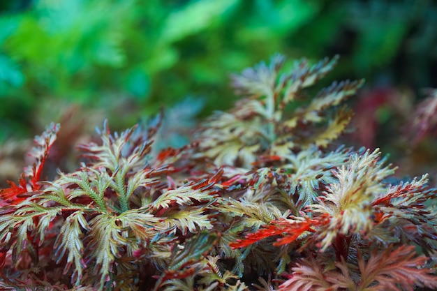 Een kleurrijke Spike Moss-varens