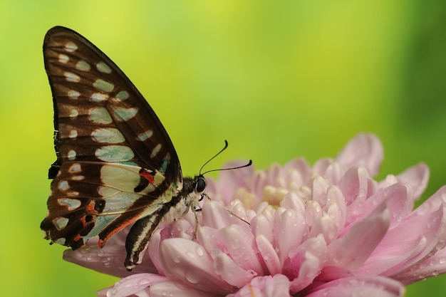 Een kleurrijke vlinder Graphium doson