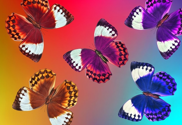 Een kleurrijke vlinder vliegt in de lucht.