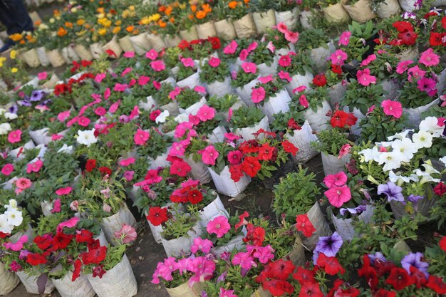 Foto een kleurrijke winter bloementuin