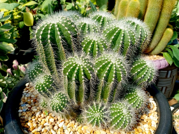 Een klompje cactus in de pot