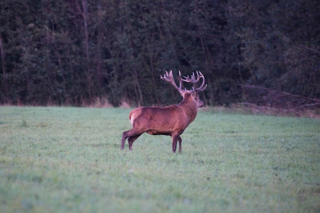 Een knap hert gaat richting het bos naar zijn vriendinnen