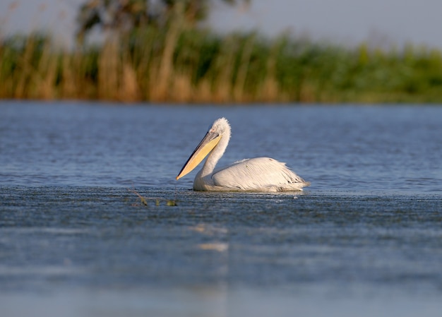 Een knappe Dalmatische pelikaan zwemt in het blauwe water van de Donau.