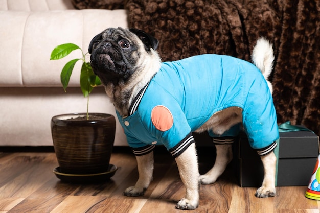 Een knappe kleine eenjarige mopshond in een blauw pak viert een verjaardag