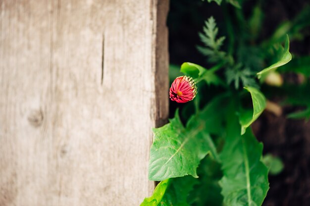 Een knop van Coreopsis roze op een houten plank.