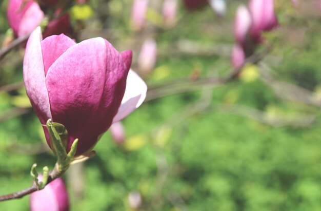 een knop van roze Magnolia Soulangeana op een tak met bladeren op een onscherpe groene achtergrond