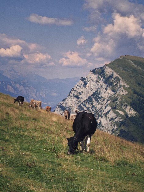 Foto een koe die graast op een berghelling van de italiaanse alpen, het gardameer.