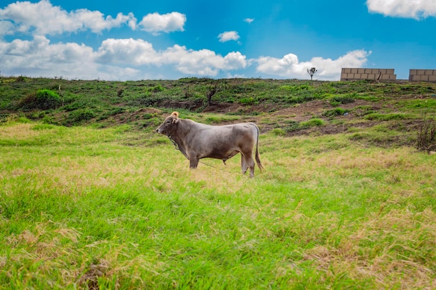 Een koe die gras eet op het verse veld Een kalf dat gras eet op een groene heuvel Koe die op een heuvel graast