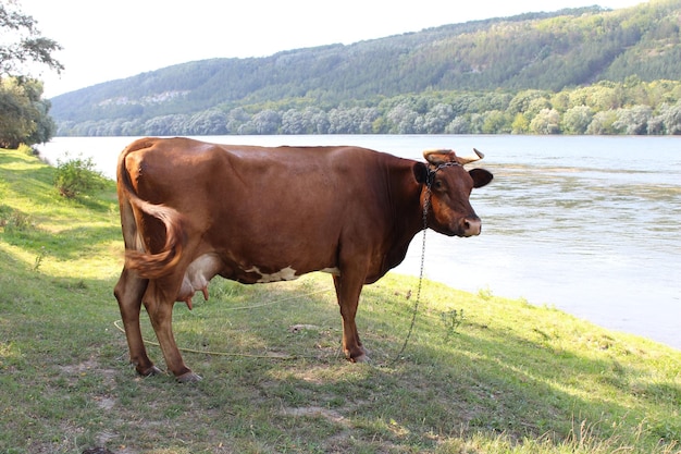 Een koe die zich op gras door water bevindt
