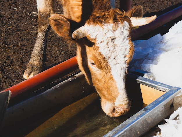 Een koe drinkt water uit een tank op een boerderij
