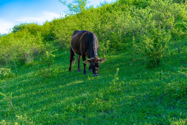 Een koe graast en eet groen gras
