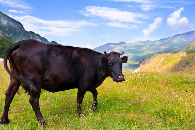 Een koe graast in een bergachtig gebied tegen de achtergrond van prachtige landschappen Koe in de bergen