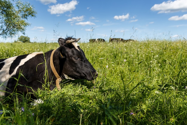 Een koe ligt in het groene gras op de wei.