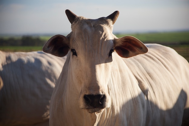 Een koe op de boerderij op zonnige dag. Landbouw.