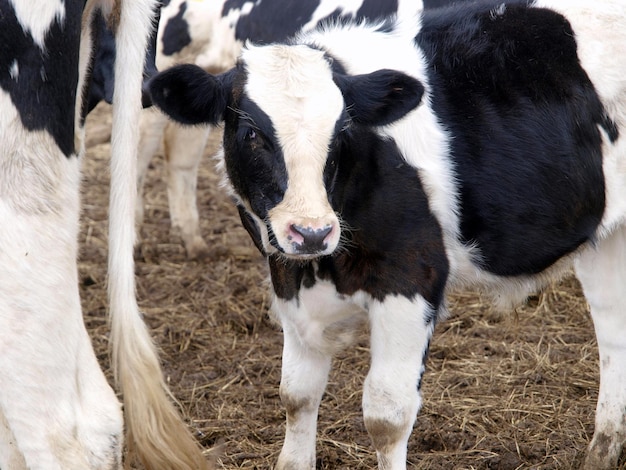 Een koeienkop met een witte vlek erop