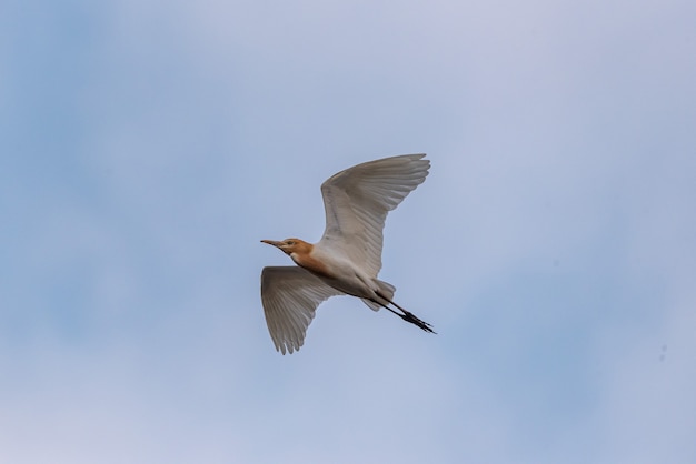 Een koereiger die in de lucht vliegt