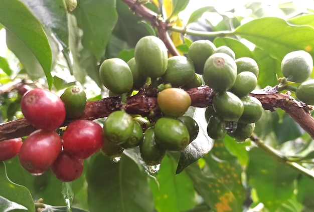 Een koffieboom met de koffiebonen eraan