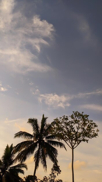 Een kokospalm in de avondlucht