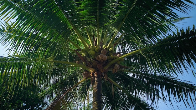 Een kokospalm in de schaduw van een boom