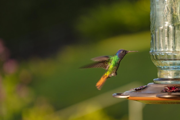 Een kolibrie vliegt langs een vogelvoeder.