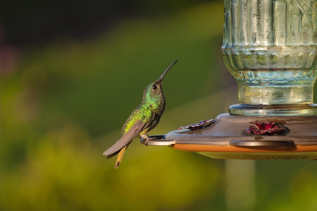 Een kolibrie zit op een voederbak in de tuin.