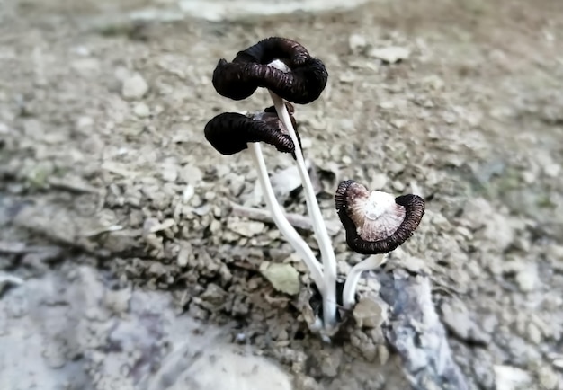 Een kolonie zwarte giftige paddenstoelen met modderige achtergrond.