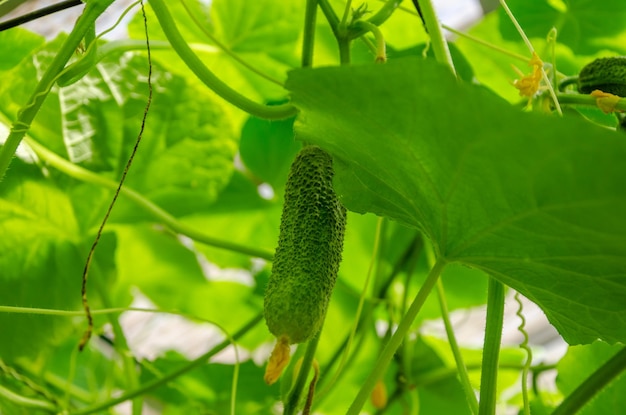 Een komkommer wordt geplukt van een plant.