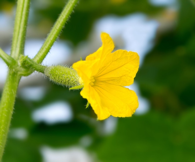 Een komkommerbloem bloeit in een kas