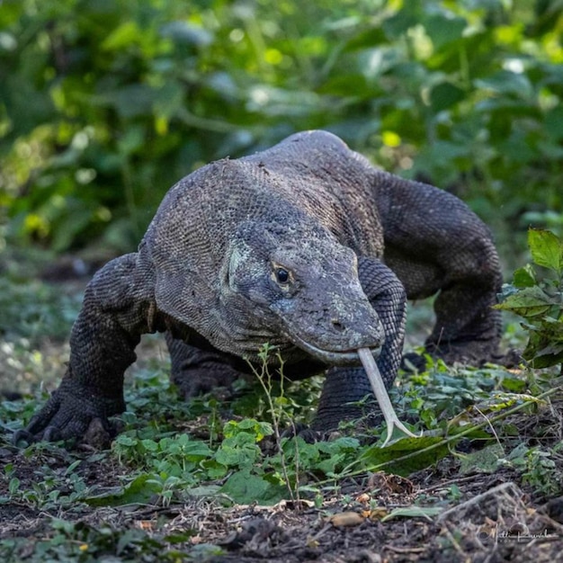 Foto een komodovaraan wordt gezien in een bos.