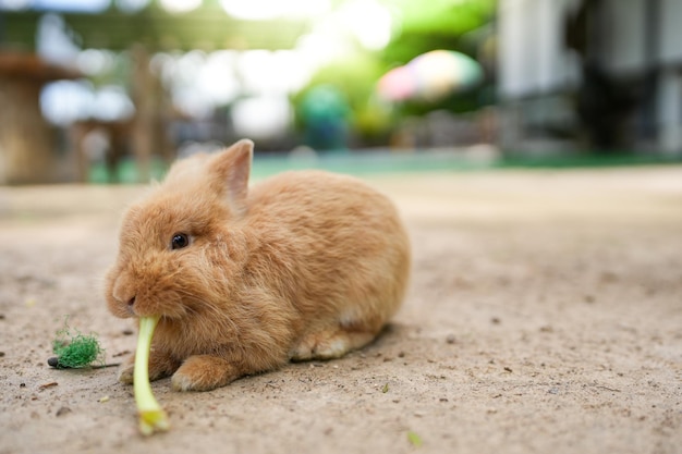 Een konijn dat een stuk sla eet