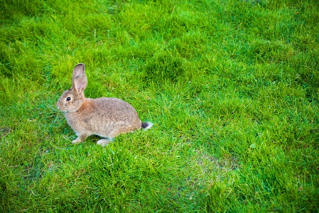 Eén konijn eet gras in de tuin