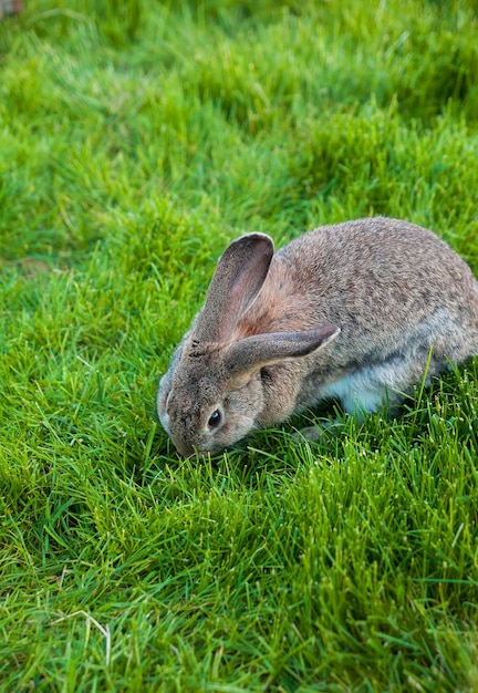 Eén konijn eet gras in de tuin