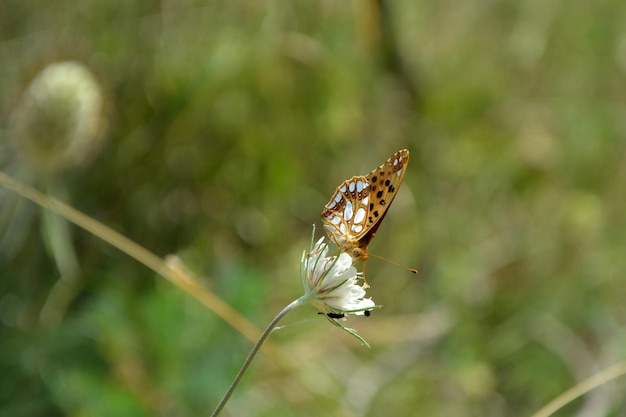 Foto een koningin van spanje fritillary vlinder