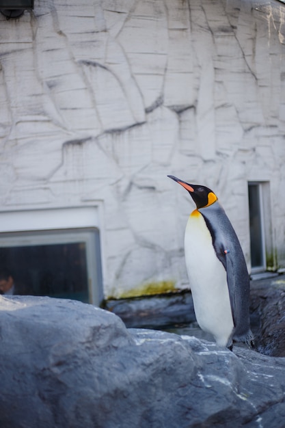 Een koningspinguïn in Asahiyama-dierentuin, Asahikawa, Hokkaido, Japan.