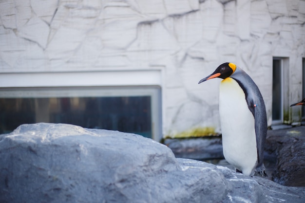 Een koningspinguïn in Asahiyama-dierentuin, Asahikawa, Hokkaido, Japan.