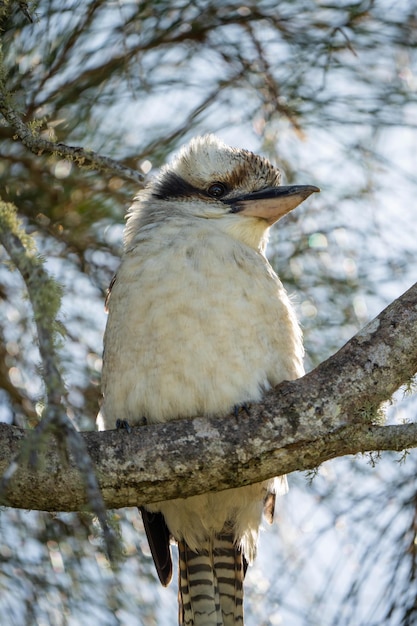 Een kookaburra zit in een boomtak