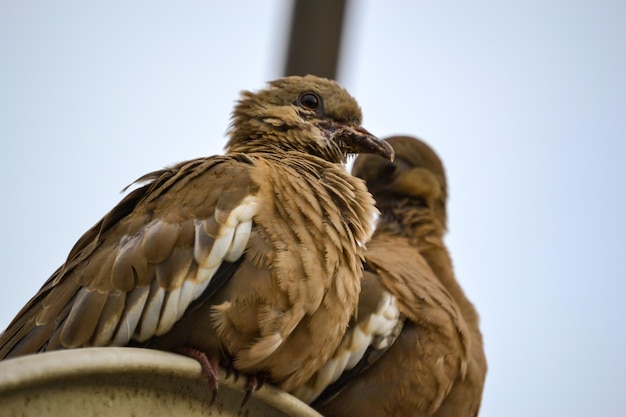 Een koppel Cuculi duiven samen poseren in rust Sensatie van vrede en rust