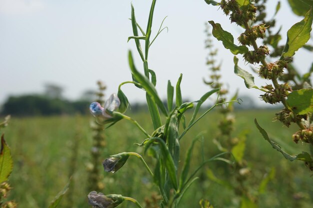 een korenveld met een blauwe vlinder op de stengel