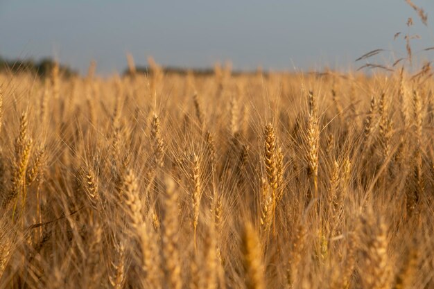 Foto een korenveld met een vrouw op de voorgrond