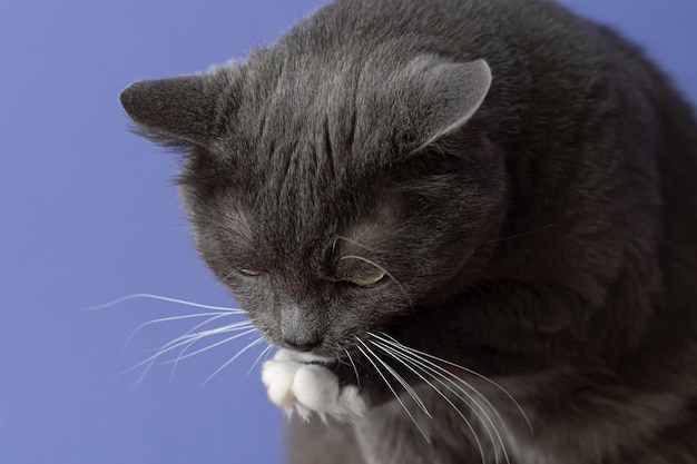 Een kortharige kat op een blauwe achtergrond Dieren likken Huisdieren