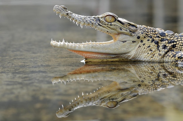 een krokodil in een plas