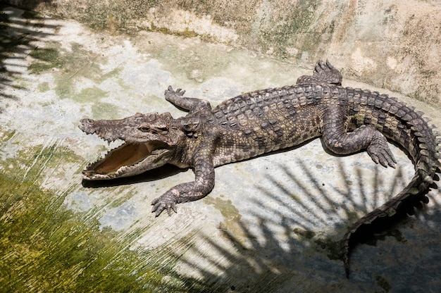 Een krokodil koestert zich op het land in de schaduw van het openinggat van de handpalmen