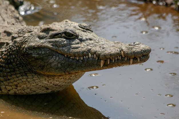 Een krokodil met scherpe tanden ligt in het water.