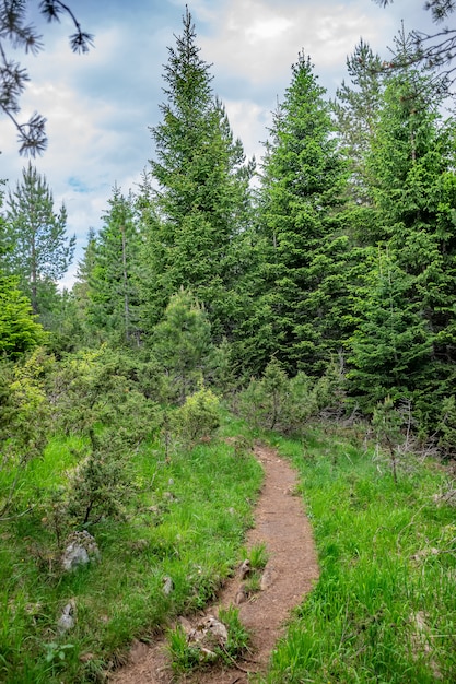 Een kronkelend pad loopt door het bos tussen de hoge bergen.