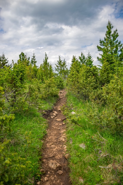 Een kronkelend pad loopt door het bos tussen de hoge bergen.