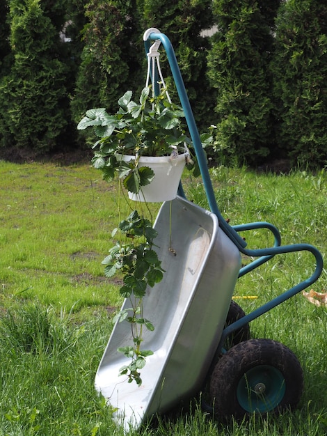 Een kruiwagen met een plant erin